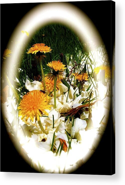 Flower Acrylic Print featuring the photograph Dandelion Time by William Hallett