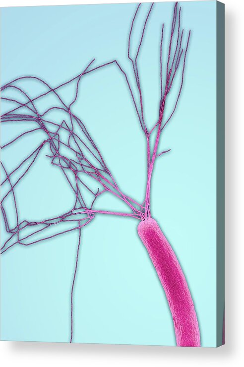 Bacillus Acrylic Print featuring the photograph E.coli Bacterium by Steve Gschmeissner
