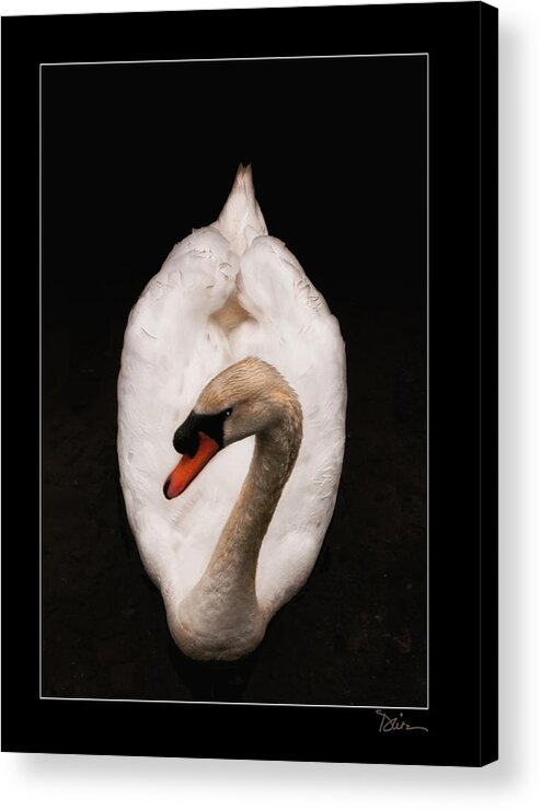 Swan Acrylic Print featuring the photograph Elegant Swan by Peggy Dietz