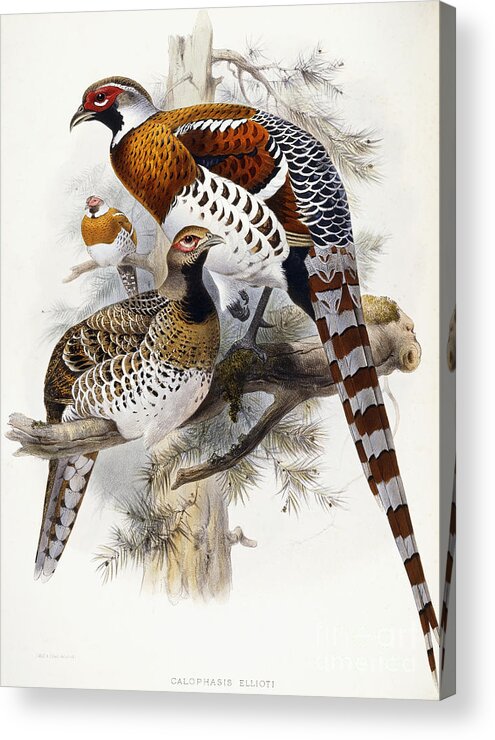 Pheasant Acrylic Print featuring the painting Elliot's Pheasant by Joseph Wolf