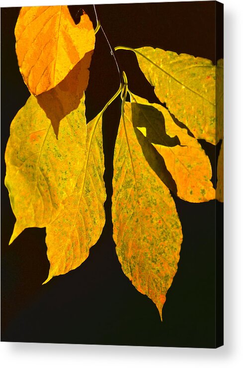 Fall Acrylic Print featuring the photograph Fall's Purest Gold by Sandi OReilly