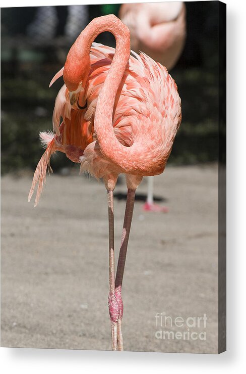 Birds Acrylic Print featuring the photograph Flamingo by Steven Ralser