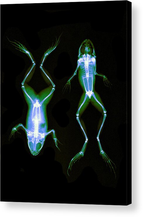 History Acrylic Print featuring the photograph Frogs, X-ray, 1896 by Science Source