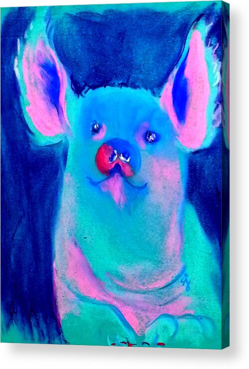 Animals Acrylic Print featuring the painting Funky Piggy Blue by Sue Jacobi