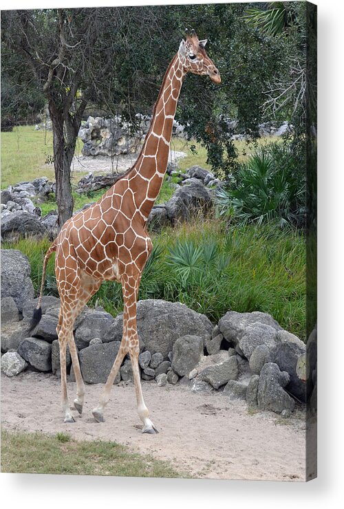 Giraffe Acrylic Print featuring the photograph Giraffe on the Go by Richard Bryce and Family