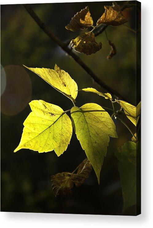 Leaves Acrylic Print featuring the photograph Golden Leaves by Craig Burgwardt