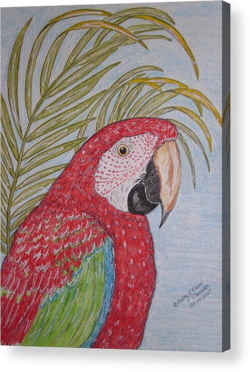 Green Wing Macaw Acrylic Print featuring the painting Green Winged Macaw by Kathy Marrs Chandler
