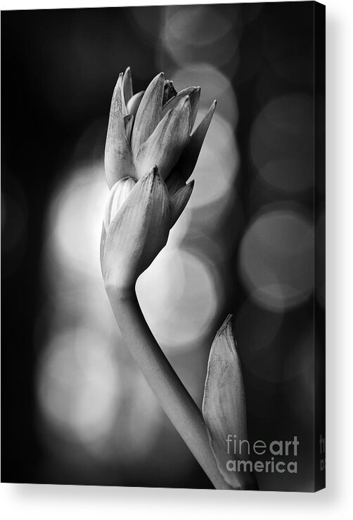 Black And White Acrylic Print featuring the photograph Hosta Bloom Peek in Black and White by Lee Craig