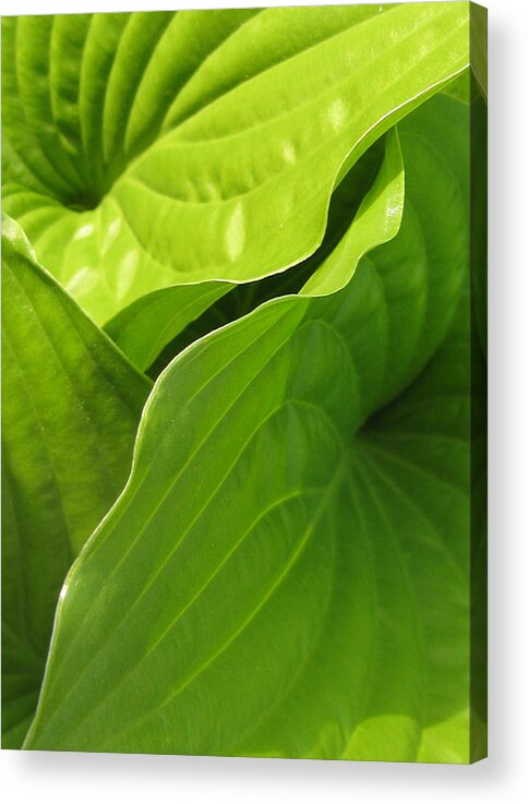 Photograph Acrylic Print featuring the photograph Hosta Leaves by Tracy Male