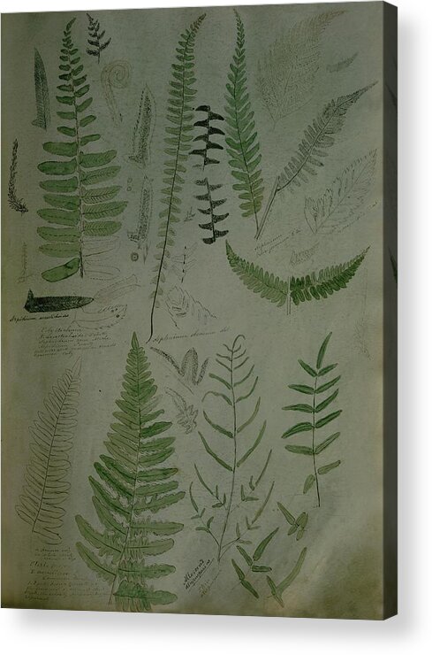 Nobody Acrylic Print featuring the photograph Illustrations Of Fern Plants by Frances McLaughlin-Gill