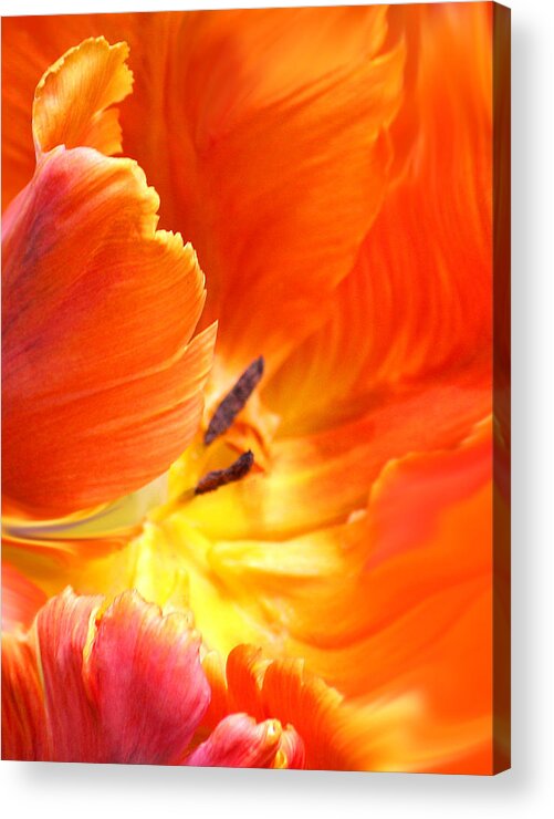 Tulips Acrylic Print featuring the photograph Inside her Journey by The Art Of Marilyn Ridoutt-Greene
