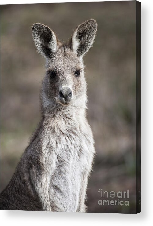 Australia Acrylic Print featuring the photograph Kangaroo by Steven Ralser