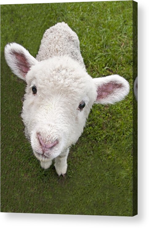Animal Acrylic Print featuring the photograph Lamb by Dennis Cox