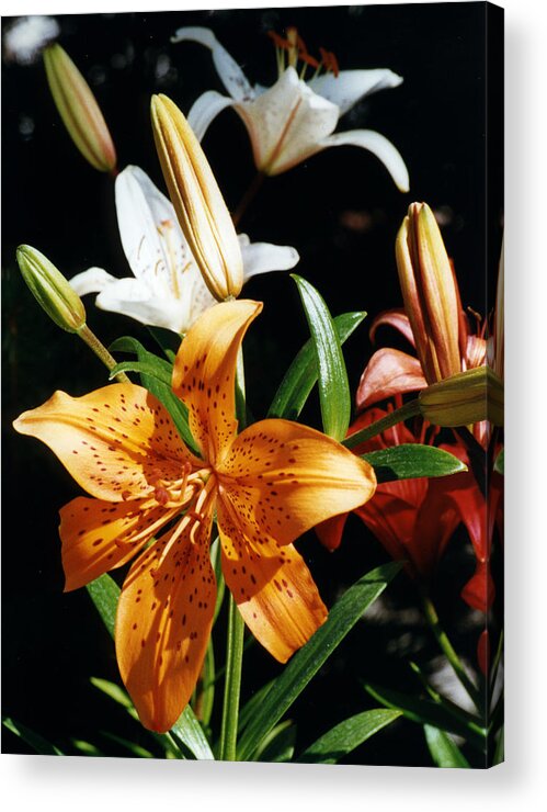 Flower Acrylic Print featuring the photograph Lilies Assorted Colors by Robert Lozen