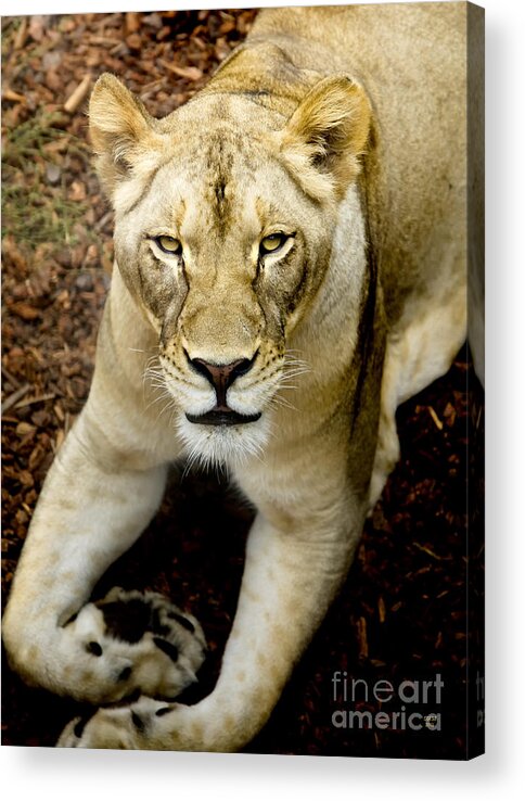 Lion Acrylic Print featuring the photograph Lion-Wildlife by David Millenheft