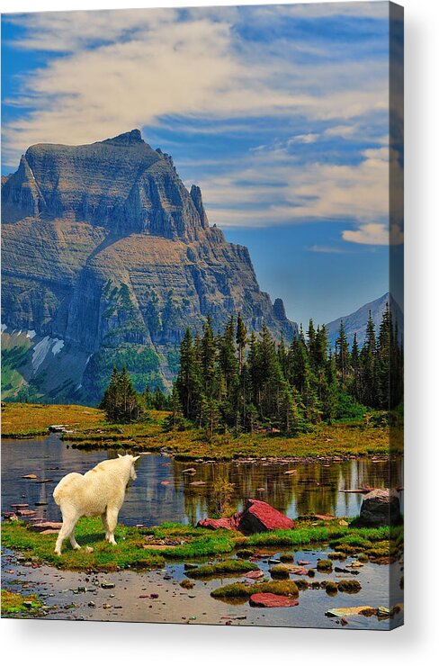 Glacier National Park Acrylic Print featuring the photograph Logan Pass in Glacier National Park by Greg Norrell