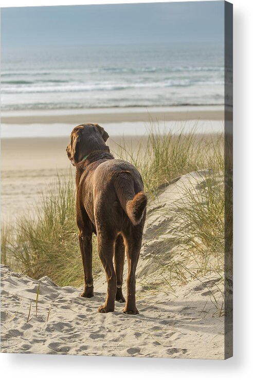 Lab Acrylic Print featuring the photograph Longing by Jean Noren