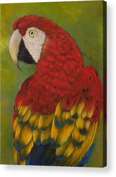 Macaw Acrylic Print featuring the painting Looking At You by Nancy Lauby