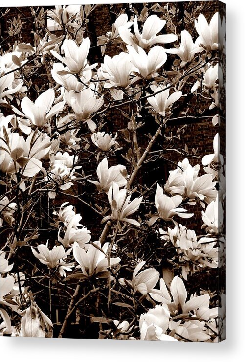 Photography Acrylic Print featuring the photograph 'Magnolia Blossoms' by Liza Dey