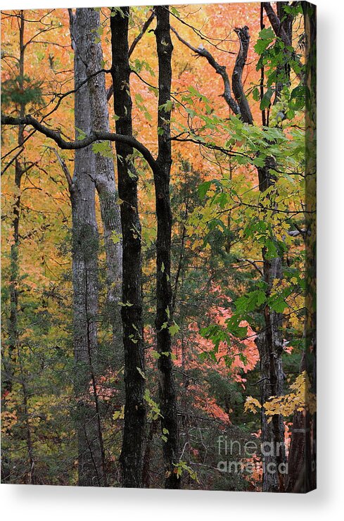 Forest Acrylic Print featuring the photograph Maplewood by Fred Sheridan