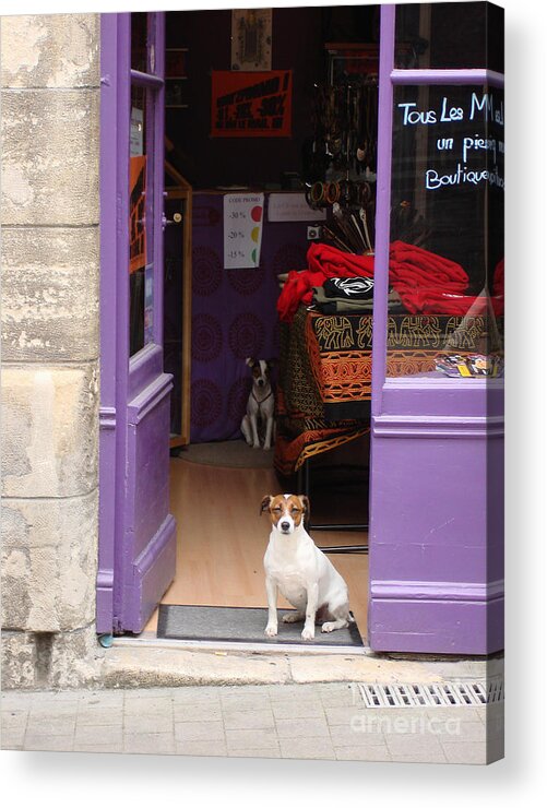 French Dogs Acrylic Print featuring the photograph Minding the Shop. Two french dogs in Boutique by Menega Sabidussi