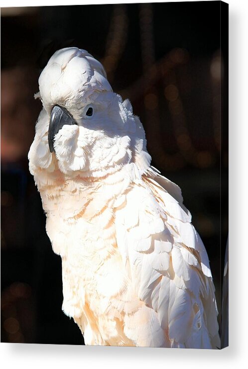 Moluccan Cockatoo Portrait Acrylic Print featuring the photograph Moluccan Cockatoo in the Spotlight by Andrea Lazar