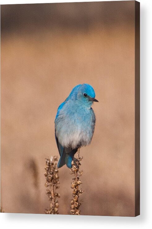 Mountain Bluebird Acrylic Print featuring the photograph Mountain Bluebird by Cascade Colors