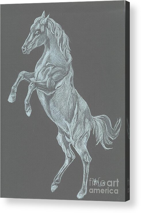 White Horse Acrylic Print featuring the drawing No Name by Carol Wisniewski