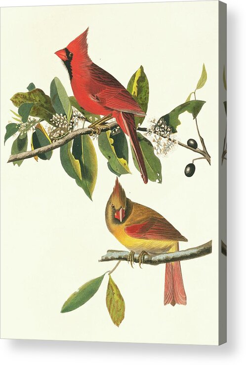 Illustration Acrylic Print featuring the photograph Northern Cardinal Birds by Natural History Museum, London/science Photo Library