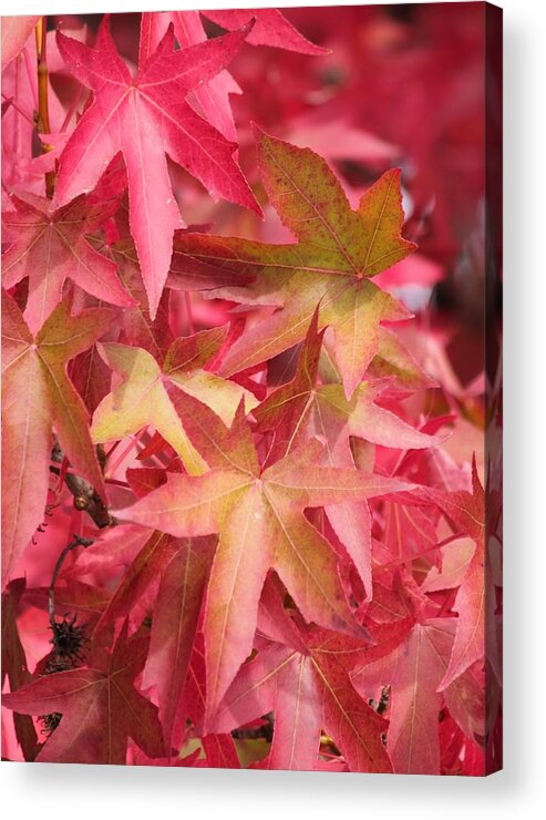 Oak Leaves Acrylic Print featuring the photograph Oak Leaves in the Fall by E Faithe Lester