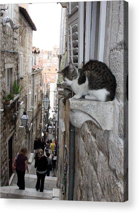 Old Town Acrylic Print featuring the photograph Old Town Alley Cat by David Nicholls