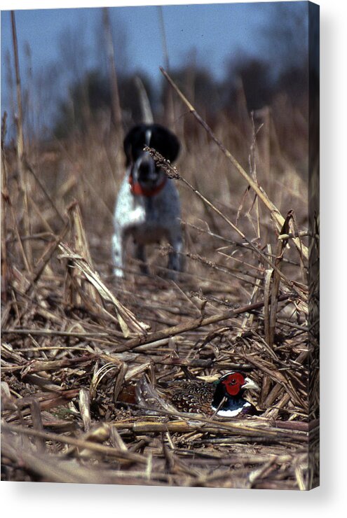 Dog Acrylic Print featuring the photograph On Point by Skip Willits