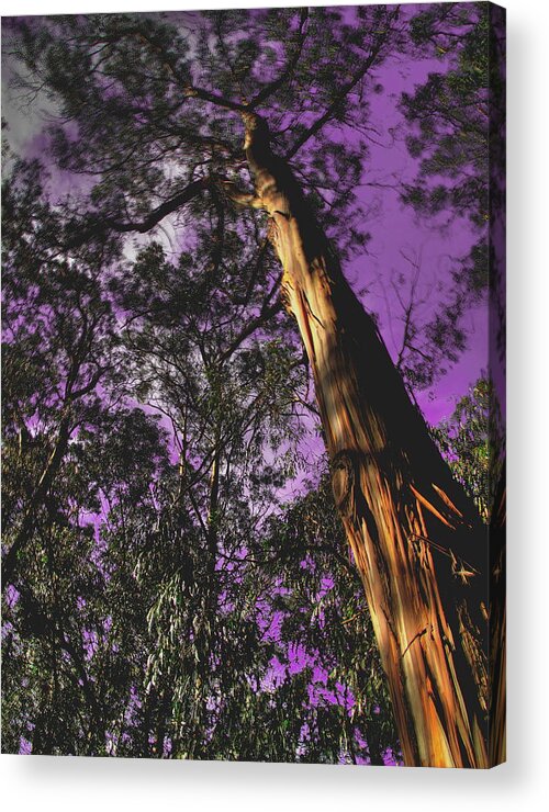 Trees Acrylic Print featuring the photograph Orbital Flyby by Derek Dean