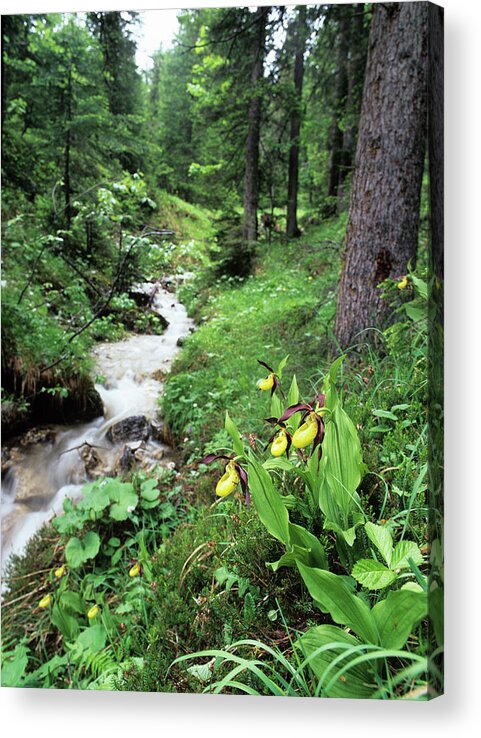 Yellow Lady's Slipper Acrylic Print featuring the photograph Orchids Beside A Woodland Stream by Bob Gibbons/science Photo Library