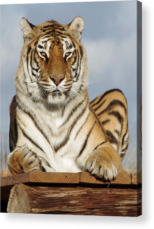 Out Of Africa Acrylic Print featuring the photograph Out of Africa Tiger 4 by Phyllis Spoor