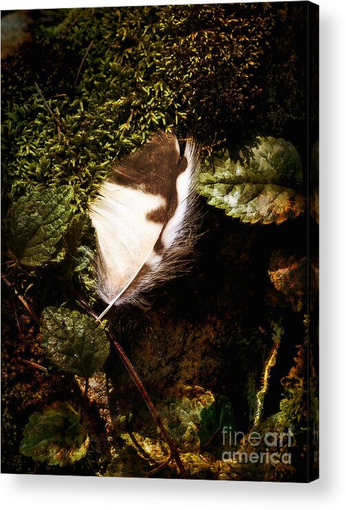 Feather Acrylic Print featuring the photograph Owl Feather on Natures Canvas by Lee Craig