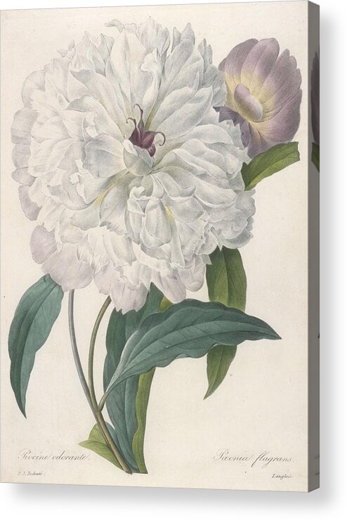 Redoute Acrylic Print featuring the painting Paeonia Flagrans Peony by Pierre Joseph Redoute