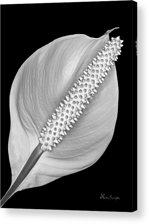 Lily Acrylic Print featuring the photograph Peace Lily by Vickie Szumigala