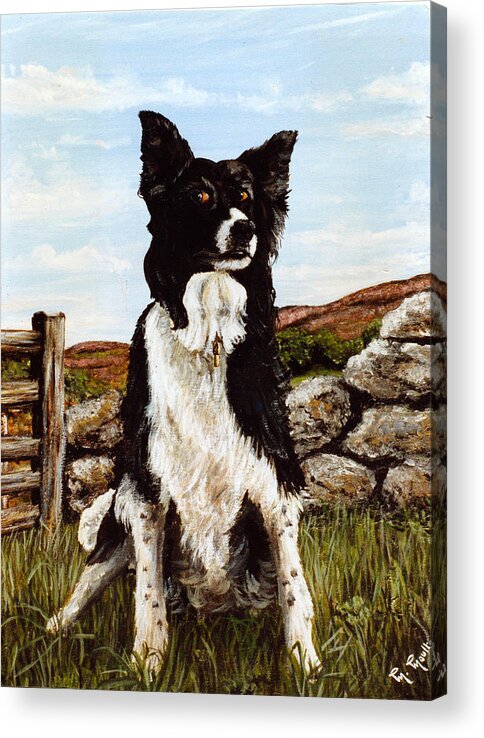 Penny Acrylic Print featuring the painting Penny the Colly dog by Mackenzie Moulton