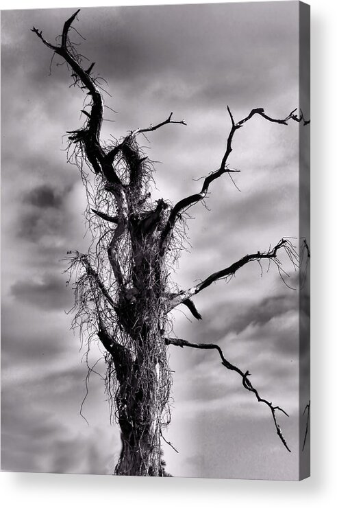 Tree Acrylic Print featuring the photograph Petrified Tree by Rosalie Scanlon