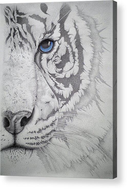  Tigers Paintings Acrylic Print featuring the drawing Piercing II by Mayhem Mediums
