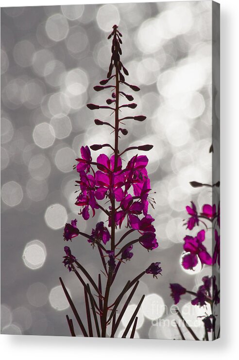 Fireweed Acrylic Print featuring the photograph Pink by Heiko Koehrer-Wagner