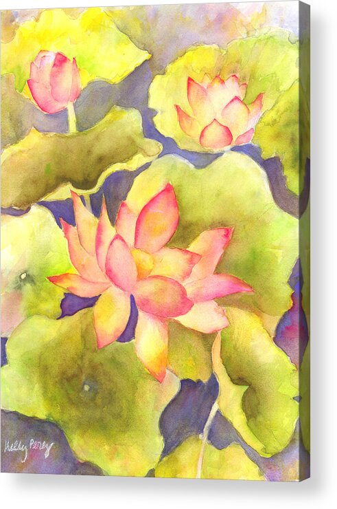 Watercolor Paintings Acrylic Print featuring the painting Pink Lotus by Kelly Perez