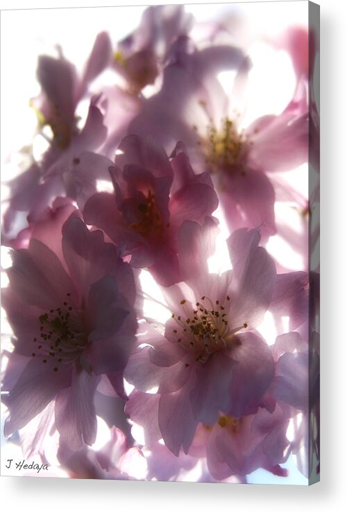 Flower Acrylic Print featuring the photograph Pink Sunlight Fusion by Joseph Hedaya