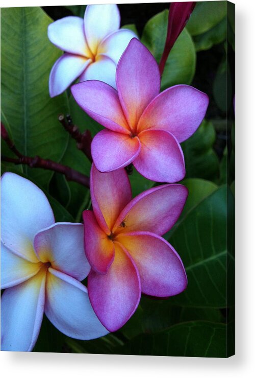 Plumeria Acrylic Print featuring the photograph Plumeria Blossoms by Angela Bushman