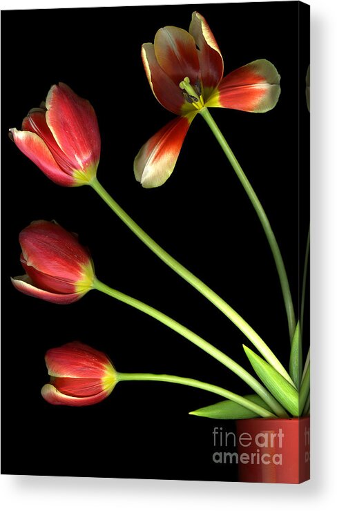 Scanography Acrylic Print featuring the photograph Pot of Tulips by Christian Slanec