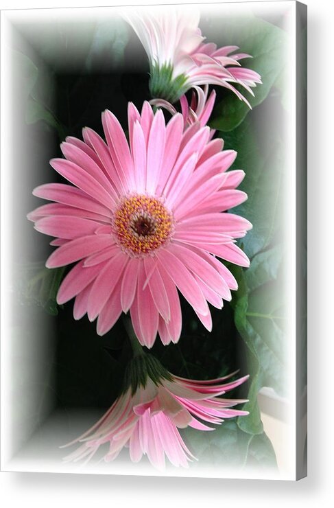 Pink Daisies Acrylic Print featuring the photograph Pretty In Pink by Marian Lonzetta