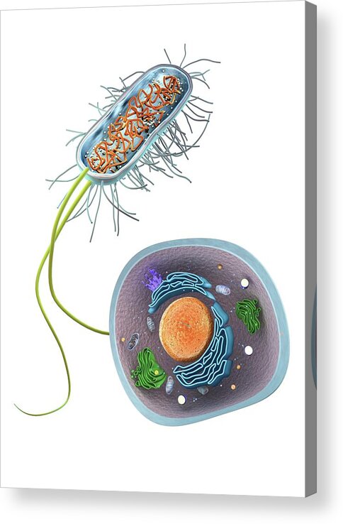 Biology Acrylic Print featuring the photograph Prokaryote And Eukaryote Cells by Gunilla Elam