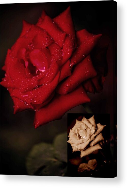 Rose Acrylic Print featuring the photograph Promise of Tomorrow by DigiArt Diaries by Vicky B Fuller