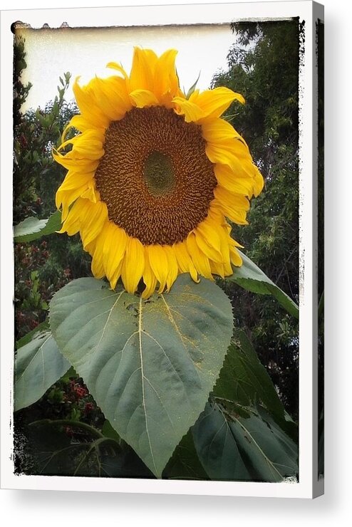 Proud Sunflower Acrylic Print featuring the digital art Proud Sunflower by Cindy Collier Harris